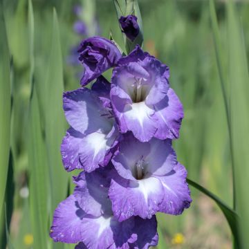 Glaïeul ou Gladiolus Break of Dawn