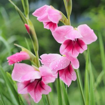 Gaïeul ou Gladiolus papillon Camborne