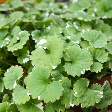 Glechoma hederacea Variegata - Lierre terrestre panaché