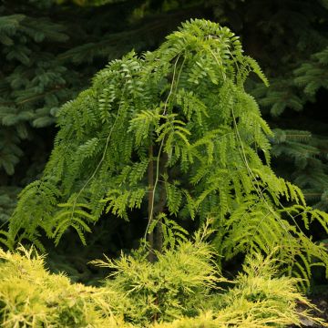 Févier d'Amérique - Gleditsia triacanthos Elegantissima