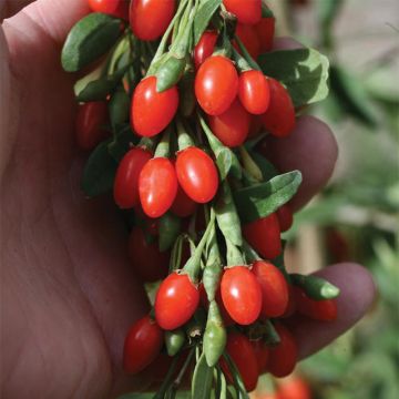 Goji Big Lifeberry® - Lycium barbarum