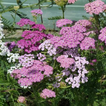 Graines d'Achillea Millefolium Cassis - Achillée millefeuille rouge cerise