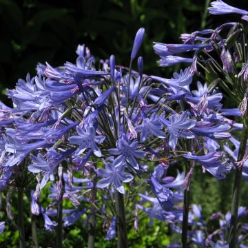 Graines d'Agapanthe Blue Umbrella