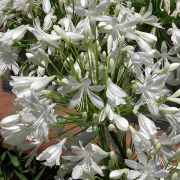 Graines d'Agapanthus Headbourne Hybrids - Agapanthe hybride bleu intense