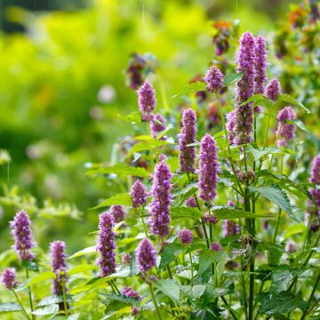 Graines d'Agastache Arcado Pink