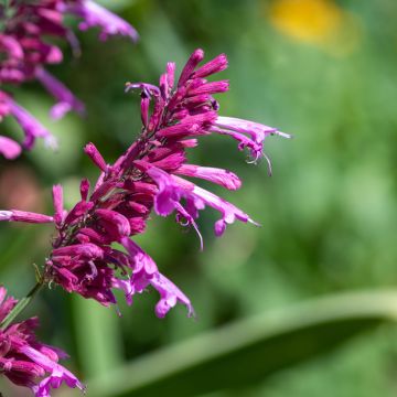 Graines d'Agastache cana