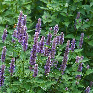 Graines d'Agastache foeniculum (anisata)