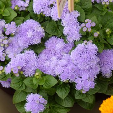 Graines d'Ageratum du Mexique Bouquet Bleu (Bouquet Blue)