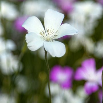 Graines d'Agrostemma Ocean Pearl - Coquelourde blanche