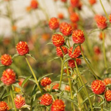 Graine de Gomphrena haageana - Amarantine Strawberry Fields