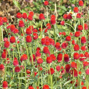 Graines d'Amarantine Strawberry Fields - Gomphrena haageana