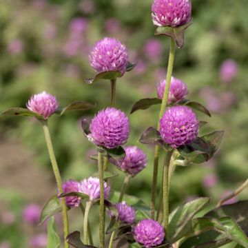 Graines d'Amarantine globuleuse QIS Formula Mix - Gomphrena globosa