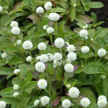 Graines d'Amarantine globuleuse QIS Formula Mix - Gomphrena globosa