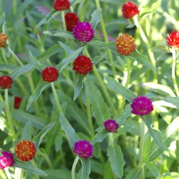 Graines d'Amarantoïde QIS Mix - Gomphrena haageana