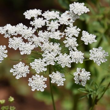 Graines d'Ammi majus Queen of Africa