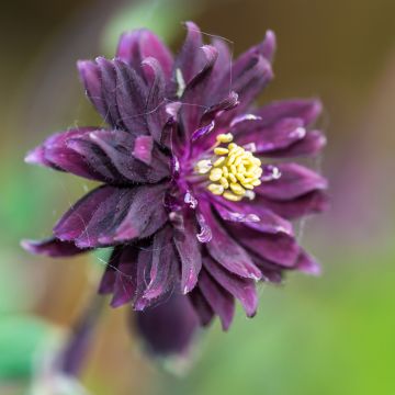 Graines d'Ancolie Miss I huish - Aquilegia vulgaris