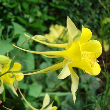 Aquilegia Viridiflora Chocolate Soldier - Ancolie chocolat