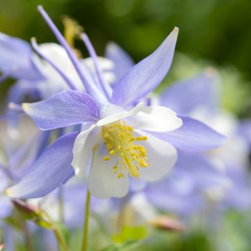 Graines d'Ancolie bleue à fleurs précoces - Aquilegia caerulea