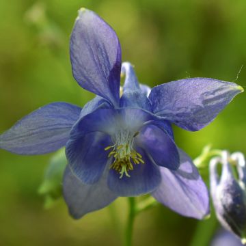 Graines d'Ancolie des jardins - Aquilegia vulgaris