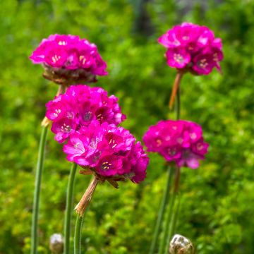 Graines d'Armeria maritima Splendens - Gazon d'hollande Rose Olympe