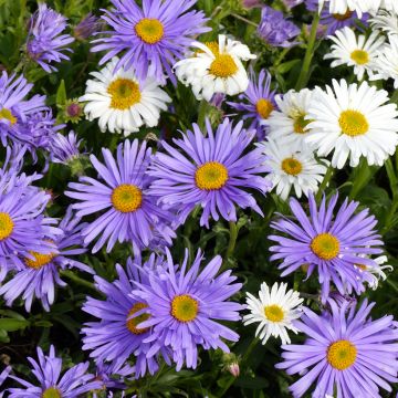 Graines d'Aster des Alpes - Aster alpinus