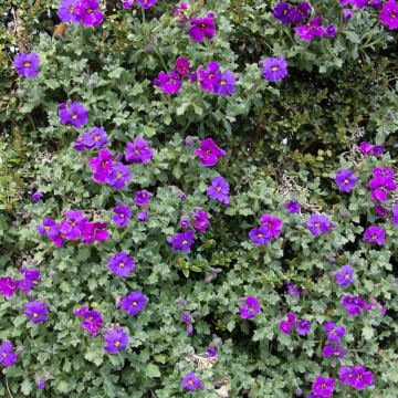 Graines d'Aubriète Purple Cascad