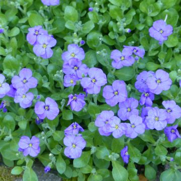 Aubriète Cascade en mélange - Aubrieta x cultorum