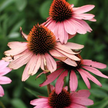 Graines d'Echinacea purpurea Magnus - Rudbeckia pourpre 