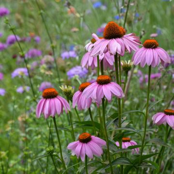 Graines d'Echinacea purpurea - Rudbeckia pourpre