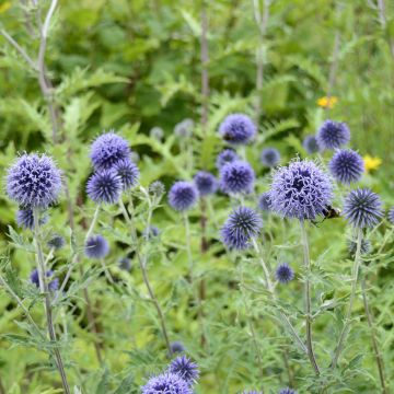 Graines d'Echinops ritro - Boule azurée