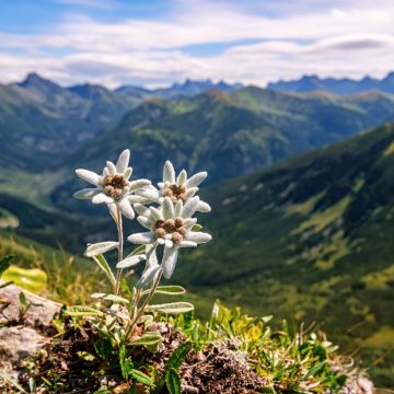 Graines d'Edelweiss - Etoile des neiges