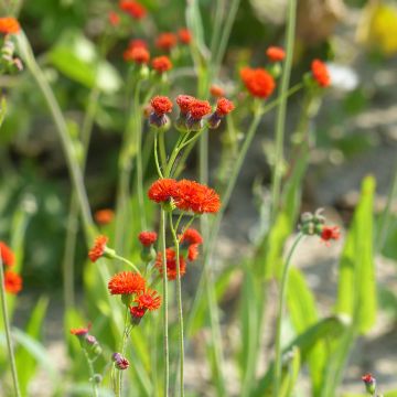 Graines d'Emilia coccinea Scarlet Magic