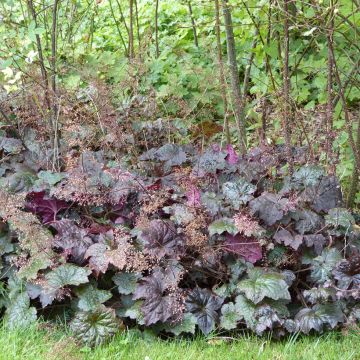 Graines d'Heuchère Palace Purple - Heuchera micrantha