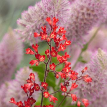 Graines d'Heuchère Vivid - Heuchera sanguinea