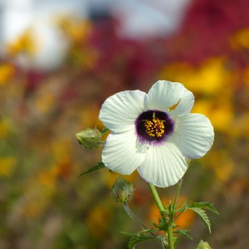 Malva Moschata Snow White 