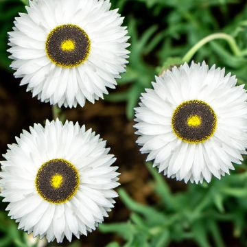 Graines d'Immortelle - Helipterum Pierrot