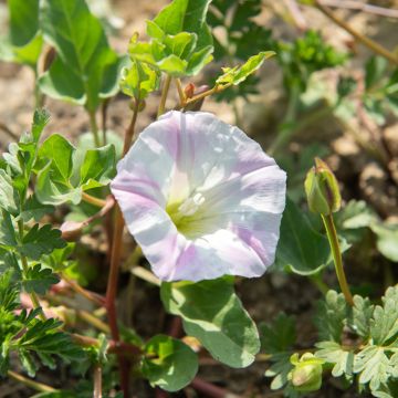 Graines d'Ipomée Shiva - Ipomoea purpurea