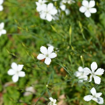 Graines d'Oeillet à delta Albus - Dianthus deltoides