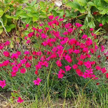 Graines d'Oeillet à delta Brilliant - Dianthus deltoides