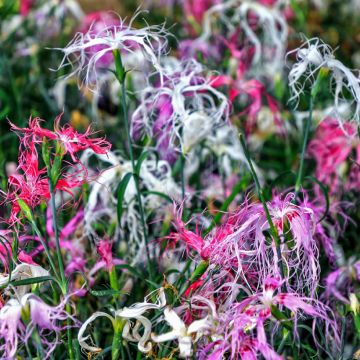 Dianthus Superbus Crimsonia 