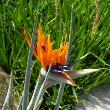 Strelitzia reginae - Oiseau de Paradis