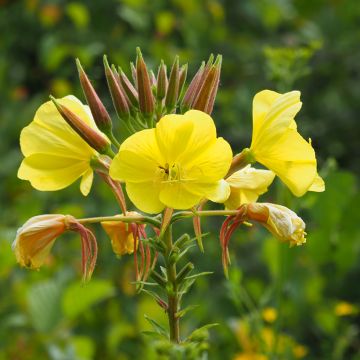 Graines d'Onagre bisannuelle - Oenothera biennis