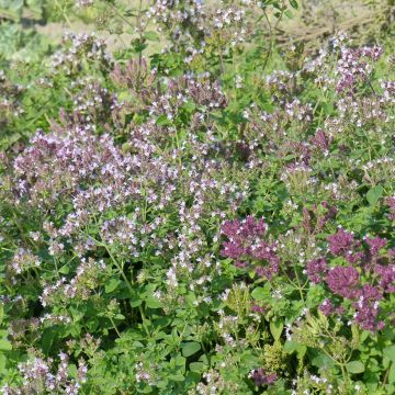 Graines d'Origan commun - Origanum vulgare