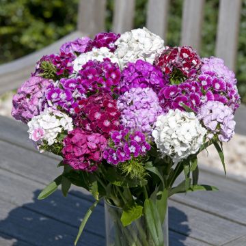 Graines d'Œillet de poète Hollandia Formula Mix - Dianthus barbatus