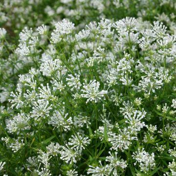 Graines d'aspérule orientale Cloud Nine - Asperula orientalis