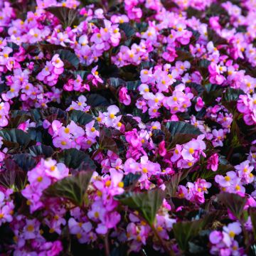 Graines de Bégonia tubéreux Non-Stop Orange F1 - Begonia x tuberhybrida