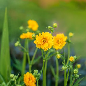 Graines de Benoîte Lady Stratheden - Geum chiloense