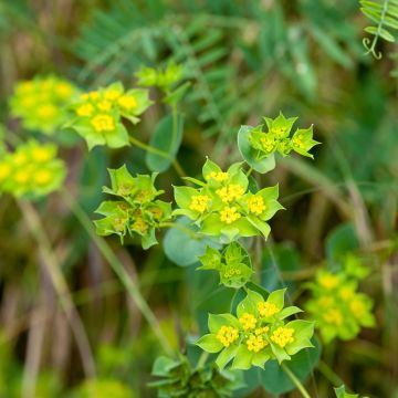 Graines de Bupleurum rotundifolium Green Gold