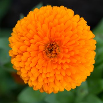 Graines de Calendula officinalis Candyman Orange - Souci des Jardins