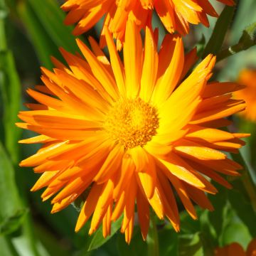 Graines de Calendula officinalis Porcupine - Souci des Jardins